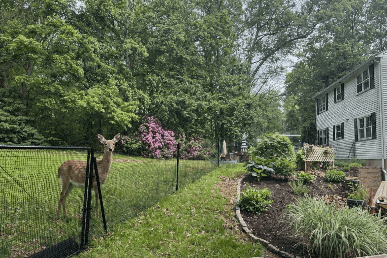 Tall deer fence installed around raised garden beds protecting vegetables from wildlife