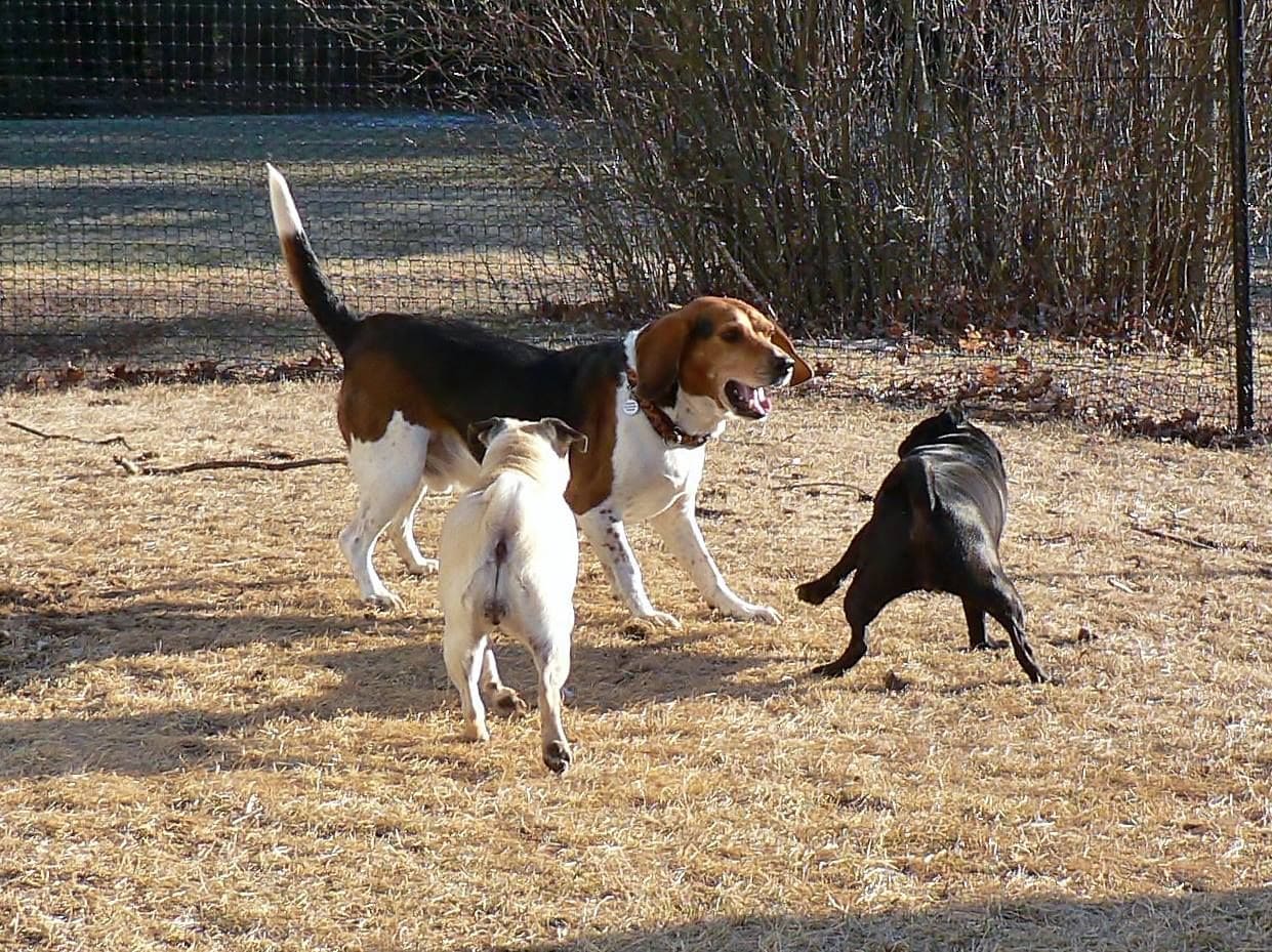 Dogs playing safely inside a non-electric containment fence