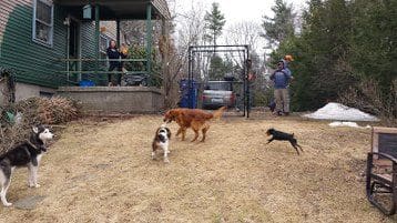 Multiple dogs playing together in a professionally fenced yard
