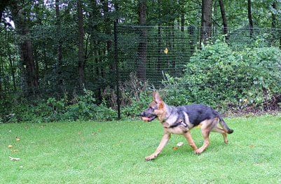 German Shepherd safely contained behind a professionally installed non-electric dog fence